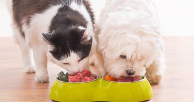 keeping-your-pup-safe:-can-dogs-eat-cat-food?-is-it-better-for-them?-–-usa-today