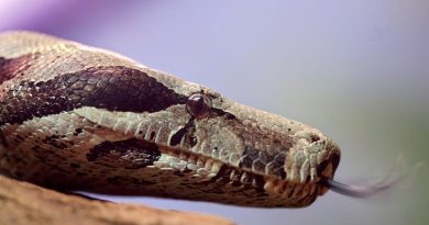 pennsylvania-man-strangled-by-18-foot-long-snake-dies,-officials-say-–-usa-today