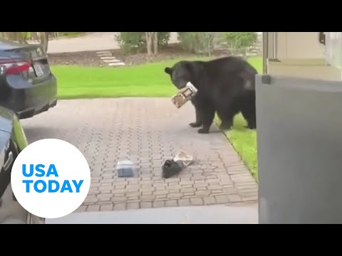 Busted black bear caught raiding man's garage fridge in Florida | USA TODAY #Shorts