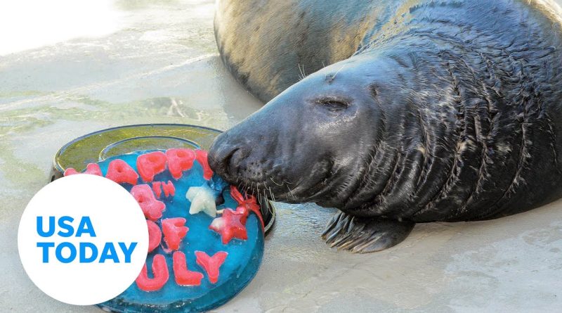 These zoo animals celebrate Fourth of July with patriotic treats | USA TODAY