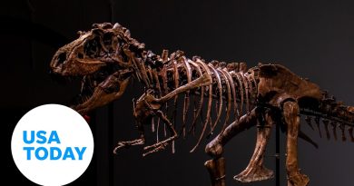 Gorgosaurus dinosaur skeleton set for multimillion-dollar auction | USA TODAY