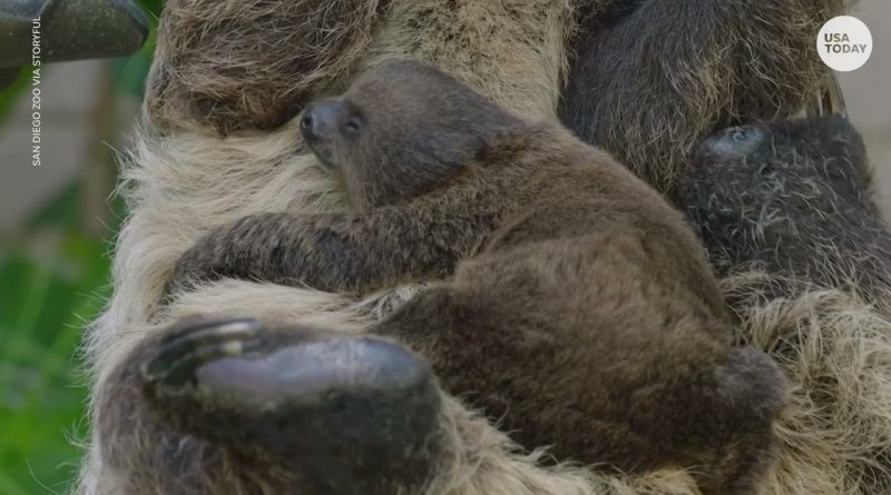 Adorable baby sloth born at San Diego Zoo caught snuggling up with mom | USA TODAY