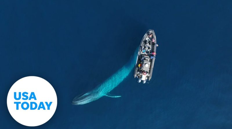 Friendly blue whale circles boaters in Newport Beach, California | USA TODAY