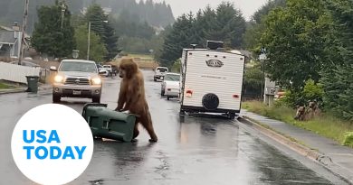 'Bear-proof' trash can is no match for this hungry bear in Alaska | USA TODAY