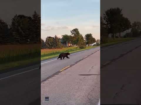 Bear looks both ways before carefully crossing New York highway | USA TODAY #Shorts
