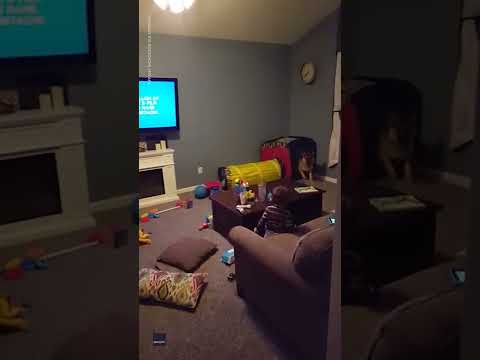 Dog with zoomies wrecks living room while toddler laughs uncontrollably | USA TODAY #Shorts
