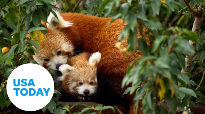 'Little Red' panda cub ventures outside at wildlife park in England | USA TODAY
