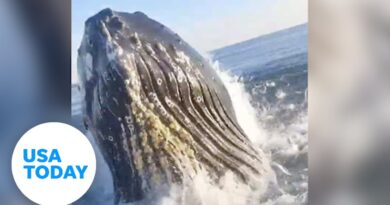WATCH: Giant whale surprises father, son fishers off New Jersey coast | USA TODAY