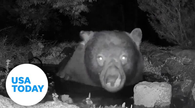 Self-care bear takes a relaxing late-night soak in a Nevada pond | USA TODAY