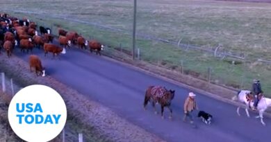 Ranchers drive cattle through Colorado town to winter destination | USA TODAY