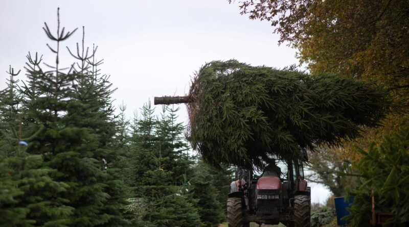 how-much-water-does-a-christmas-tree-need?-how-often?-–-usa-today