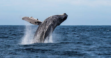 watching-whales-–-saturday,-february-11,-2023,-10-am-to-11-am.-–-san-diego-reader