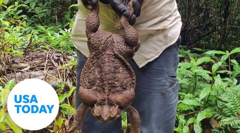 'Toadzilla:' Unexpectedly large cane toad discovered in Australia | USA TODAY
