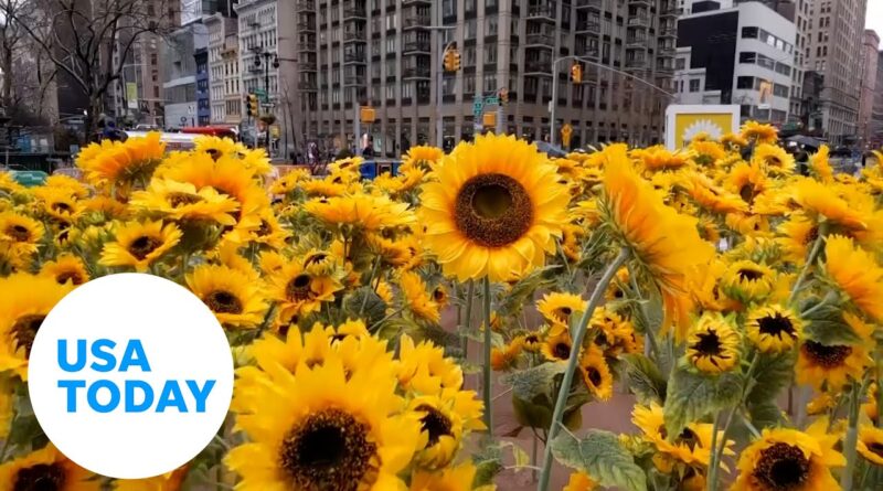 Hundreds of sunflowers in NYC highlight the war in Ukraine, refugees | USA TODAY
