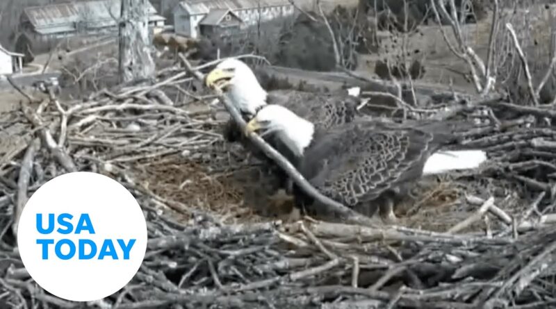 Bald eagles know nest building means bonding time | USA TODAY