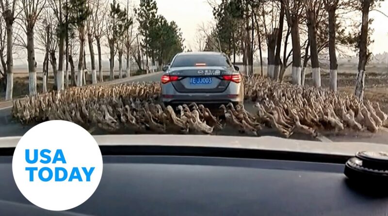 Caught on camera: Animals walk in circles around car | USA TODAY