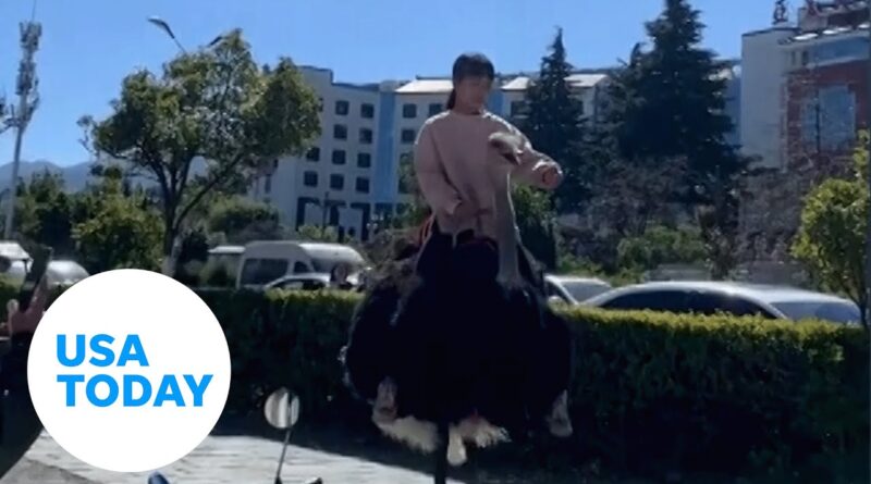 Ostrich gives a girl a special ride to school in China | USA TODAY