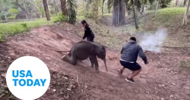 Rescued baby elephant slides down hill at Thailand animal sanctuary | USA TODAY