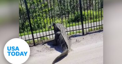 Metal fence stands no chance against Fleeing gator in Florida | USA TODAY