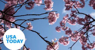 Peak bloom announced for Washington DC's Cherry Blossom Festival | USA TODAY