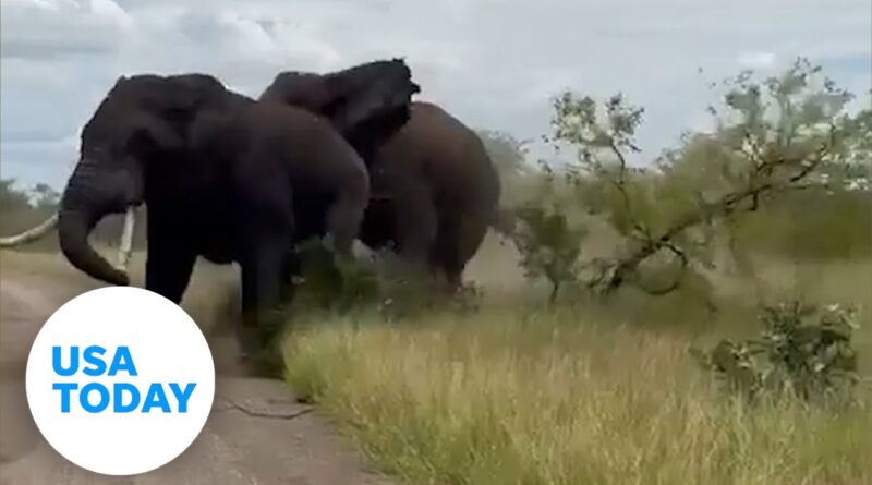 Male elephants battle it out at South African national park | USA TODAY