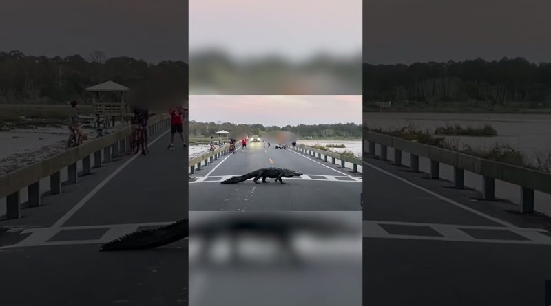 Alligator takes its precious time crossing road at state park while visitors watch #Shorts